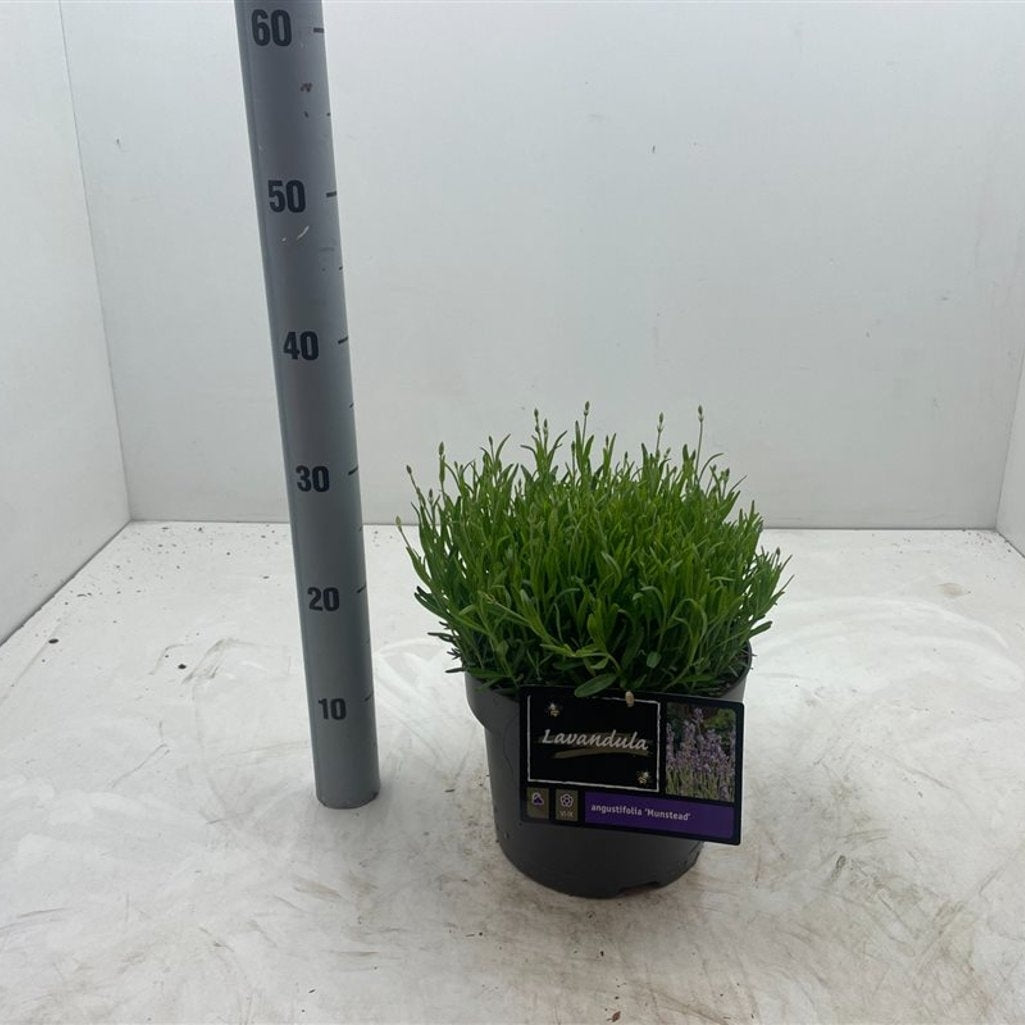 Lavendel – Lavandula angustifolia 'Munstead' - C5